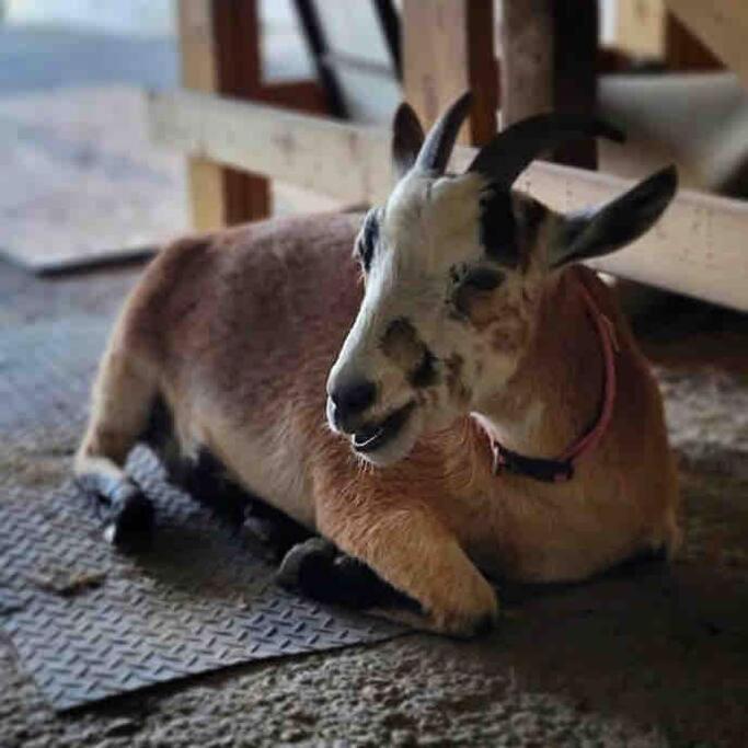Nicura Ranch Inn & Stables バリア エクステリア 写真